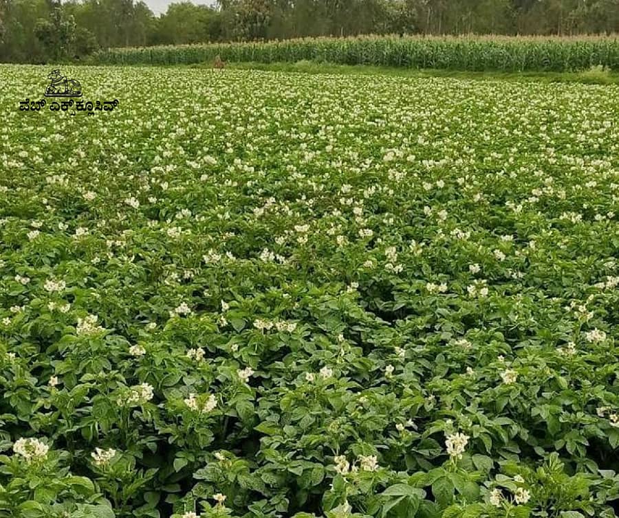 <div class="paragraphs"><p><strong>ಹಾಸನ ಜಿಲ್ಲೆಯ ಅರಕಲಗೂಡು ತಾಲ್ಲೂಕಿನಲ್ಲಿ ಸೊಂಪಾಗಿ ಬೆಳೆದಿರುವ ಆಲೂಗಡ್ಡೆ ಬೆಳೆ</strong></p></div>