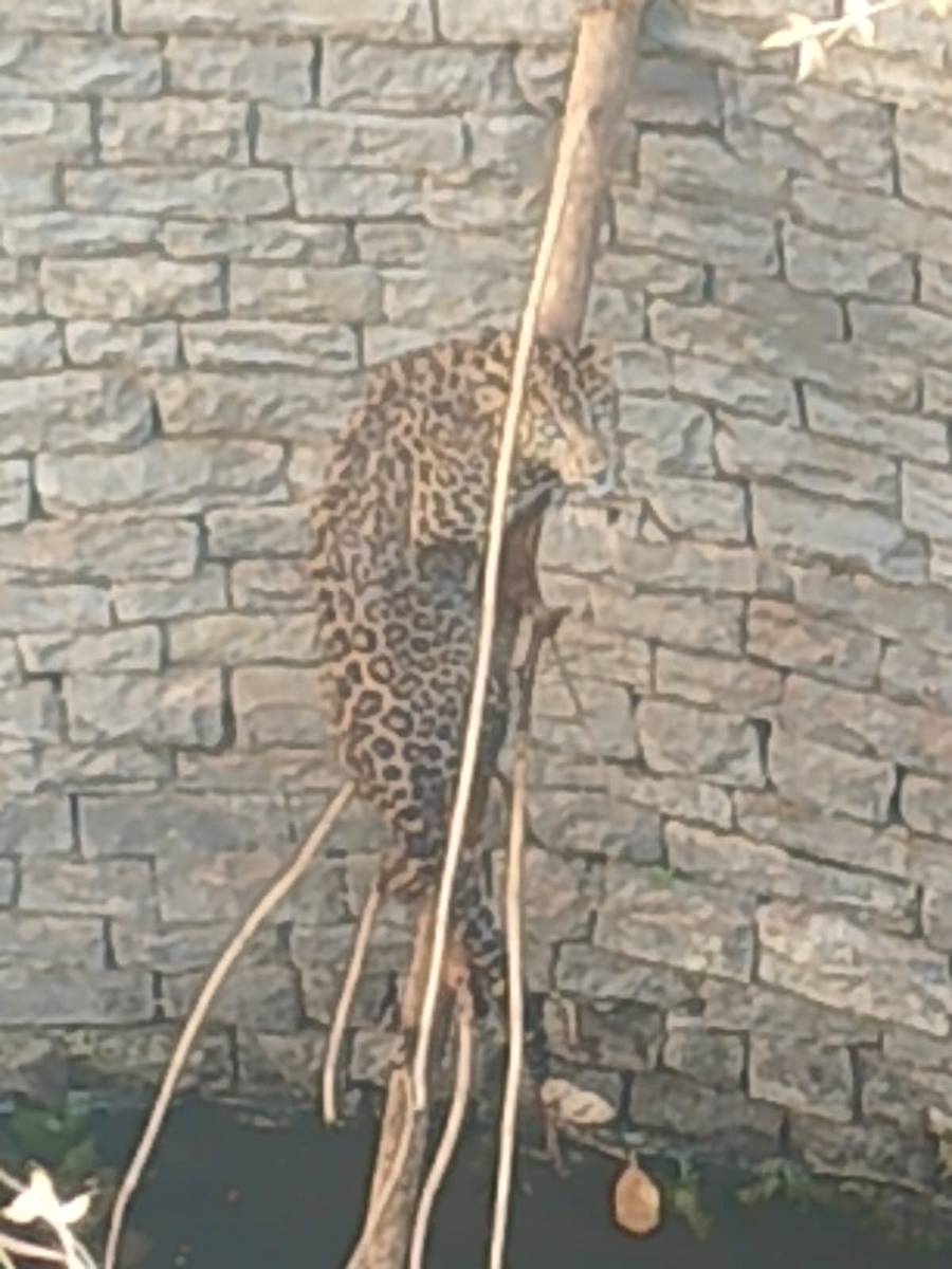 ಬಾವಿಯೊಳಗಿನ ಕಟ್ಟಿಗೆ ಮೇಲೆ ಕುಳಿತಿರುವ ಚಿರತೆ