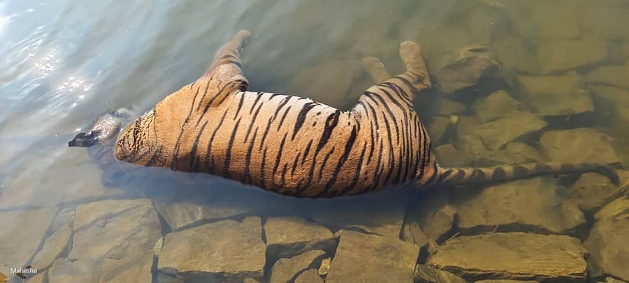 ಬಿಆರ್‌ಟಿ ಹುಲಿ ಸಂರಕ್ಷಿತ ಪ್ರದೇಶ ವ್ಯಾಪ್ತಿಯ ಕೊಳ್ಳೇಗಾಲ ವನ್ಯಜೀವಿ ವಲಯದ ಗುಂಡಾಲ್ ಜಲಾಶಯದಲ್ಲಿ ಪತ್ತೆಯಾದ ಹುಲಿಯ ಕಳೇಬರ