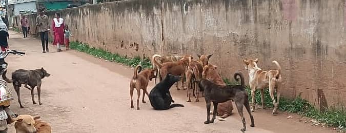 ವಿಜಯಪುರದಲ್ಲಿ ಬಂದ ಬೀದಿ ನಾಯಿಗಳ ಹಿಂಡು(ಸಂಗ್ರಹ ಚಿತ್ರ)