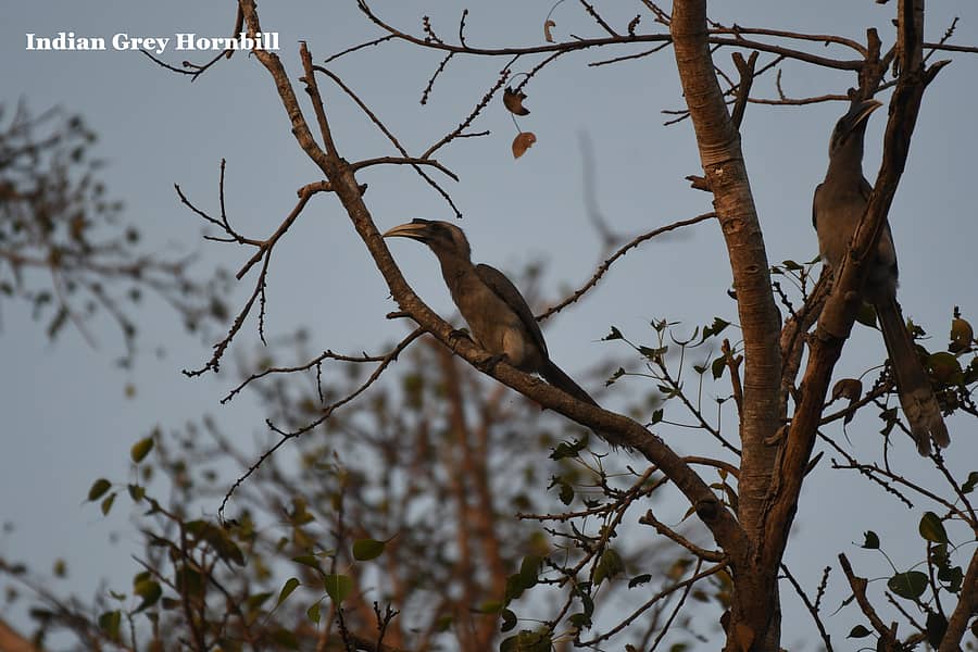 ಬೂದು ಮಂಗಟ್ಟೆ ಜೋಡಿ