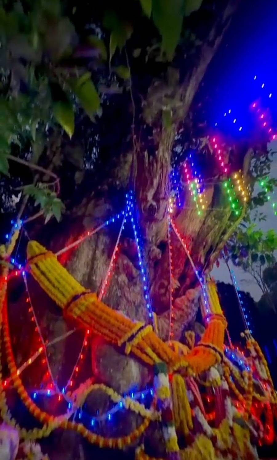 ಬಿಳಿಗಿರಿ ರಂಗನಾಥ ಸ್ವಾಮಿ ಹುಲಿ ಸಂರಕ್ಷಿತ ಅರಣ್ಯ ವ್ಯಾಪ್ತಿಯಲ್ಲಿರುವ ದೊಡ್ಡ ಸಂಪಿಗೆಯ ಮರಕ್ಕೆ ವಿದ್ಯುತ್ ದೀಪಾಲಂಕಾರ ಮಾಡಿರುವುದು