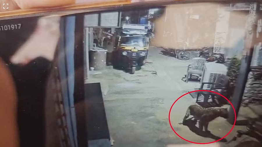 <div class="paragraphs"><p>ಹಂಪಿ ವಿರೂಪಾಕ್ಷ ದೇವಸ್ಥಾನದ ಬಳಿಯಲ್ಲೇ ಚಿರತೆ ಓಡಾಟ</p></div>