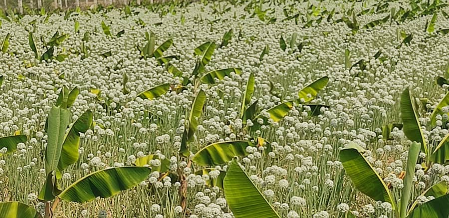 ಯಳಂದೂರು ತಾಲ್ಲೂಕಿನಲ್ಲಿ ಹೊನ್ನೂರು, ವೈ.ಕೆ.ಮೋಳೆ ಸುತ್ತಮುತ್ತ ನಾಟಿ ಮಾಡಿದ ಸಾಂಬಾರ ಈರುಳ್ಳಿ