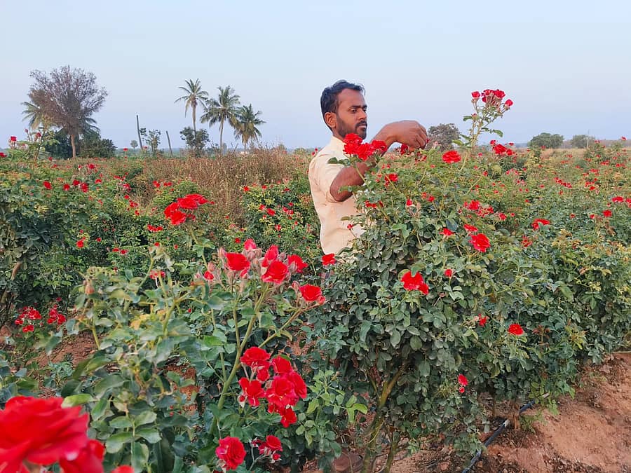 <div class="paragraphs"><p>ಚಳ್ಳಕೆರೆ ತಾಲೂಕಿನ ನಲ್ಲೂರಹಳ್ಳಿ ಗ್ರಾಮದ ಶಿವರಾಜ್ ಸಿ ಬೋಧಕ ವೃತ್ತಿಯ ಜೊತೆಗೆ ಲಾಭದಾಯಕ ಕೃಷಿಯಾಗಿ ಗುಲಾಬಿ ಹೂವು ಬೆಳೆದು ತಿಂಗಳಿಗೆ 30 ರಿಂದ 40 ಸಾವಿರ ರೂಪಾಯಿ ಲಾಭಗಳಿಸುತ್ತಿದ್ದಾರೆ.</p></div>