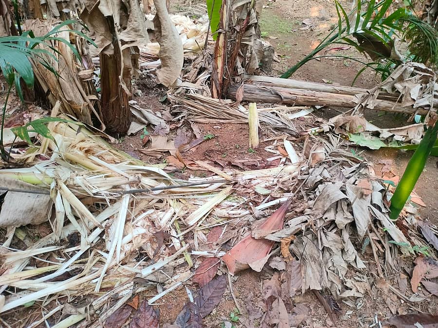 <div class="paragraphs"><p>ಪುತ್ತೂರು ತಾಲ್ಲೂಕಿನ ನೆಟ್ಟಣಿಗೆ ಮುಡ್ನೂರು ಪೆರ್ನಾಜೆ ಪ್ರದೇಶಕ್ಕೆ ಸೋಮವಾರ ರಾತ್ರಿ ಕಾಡಾನೆ ದಾಳಿ ಮಾಡಿ ಕೃಷಿ ಹಾನಿ ಮಾಡಿದೆ</p></div>