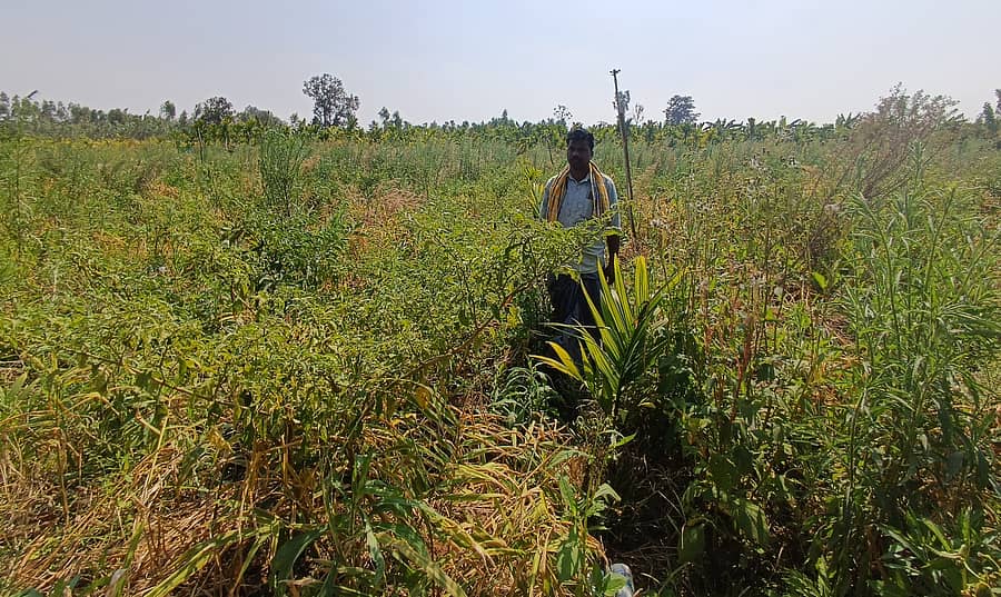 ಸೊರಬ ತಾಲ್ಲೂಕಿನ ಗೆಂಡ್ಲ ಹೊಸೂರು ಗ್ರಾಮದ ತಿಲಕ್ ಕುಮಾರ್ ಹೊಲದ ನೋಟ