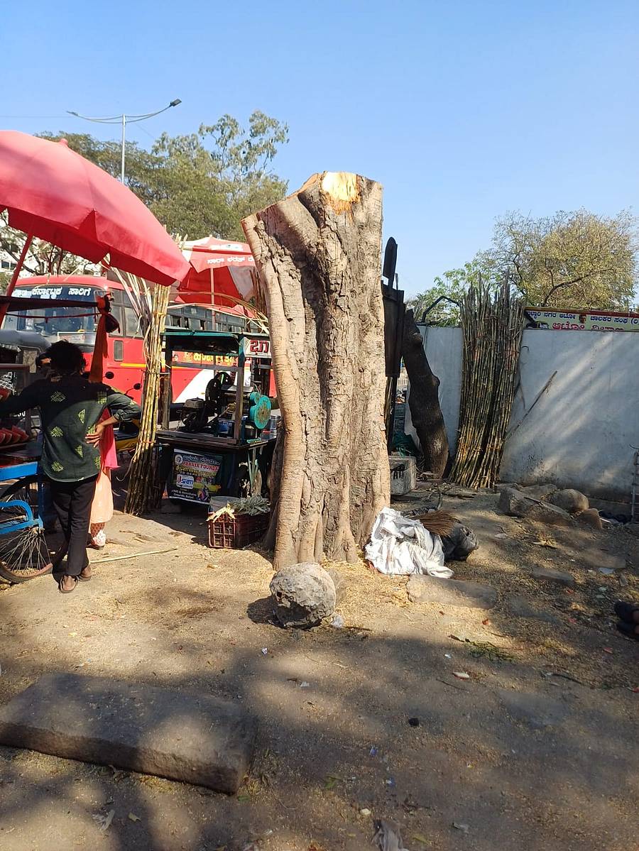 ಕಡಿಯಲಾದ ಅರಳಿ ಮರ