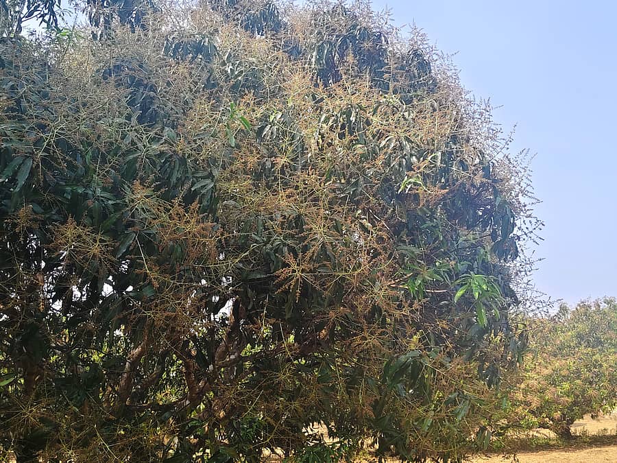 ಮುಂಡಗೋಡ ತಾಲ್ಲೂಕಿನ ಟಿಬೆಟಿಯನ್‌ ಕ್ಯಾಂಪ್‌ ರಸ್ತೆಯಲ್ಲಿನ ಮಾವಿನ ತೋಟದಲ್ಲಿ ಹೂವುಗಳು ಸುಟ್ಟಂತಾಗಿ ಕಾಯಿ ಬಿಡುವ ಪ್ರಮಾಣ ಕಡಿಮೆಯಾಗಿರುವುದು