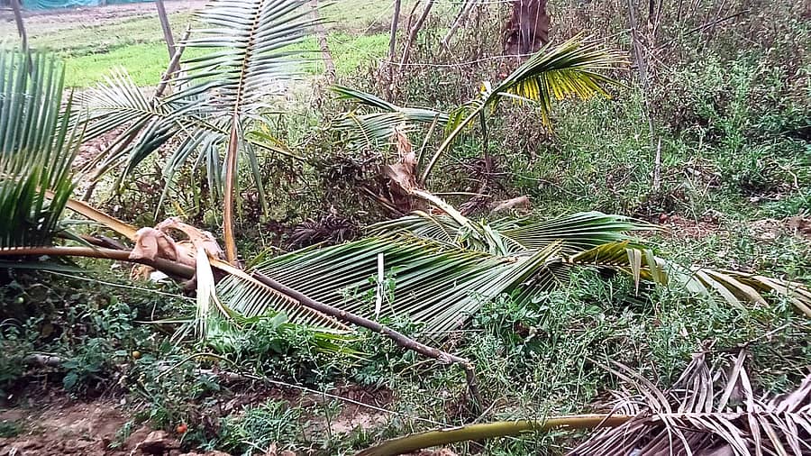 <div class="paragraphs"><p>ಚನ್ನಪಟ್ಟಣ ತಾಲ್ಲೂಕಿನ ನೀಲಸಂದ್ರ ಗ್ರಾಮದಲ್ಲಿ ಕಾಡಾನೆಗಳ ದಾಳಿಗೆ ಸಿಲುಕಿ ಧ್ವಂಸವಾಗಿರುವ ತೆಂಗುಬೆಳೆ</p></div>