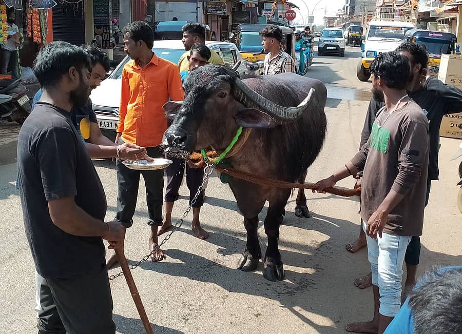 ಶಿರಸಿ ನಗರದಲ್ಲಿ ಮಾರಿಕಾಂಬಾ ದೇವಿ ಪಟ್ಟದ ಕೋಣನ ಮೆರವಣಿಗೆ