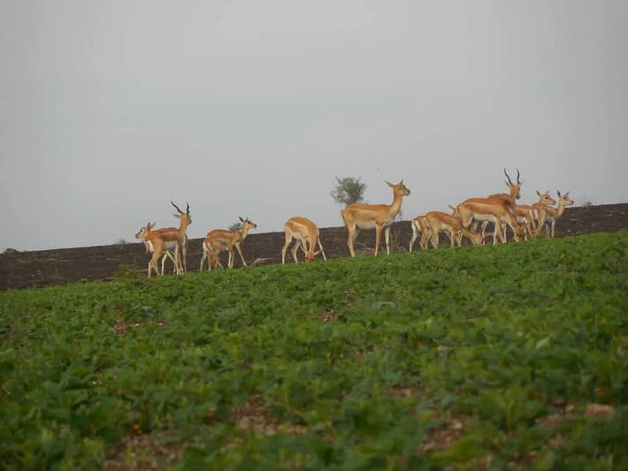 ಯಲಬುರ್ಗಾ ವಿಧಾನಸಭಾ ಕ್ಷೇತ್ರದ ಯರೀ ಭಾಗದಲ್ಲಿ ವ್ಯಾಪಕವಾಗಿ ಕಾಣಿಸಿಕೊಳ್ಳುವ ಜಿಂಕೆಗಳು ಬೆಳೆಯನ್ನು ತಿನ್ನುತ್ತಿರುವುದು