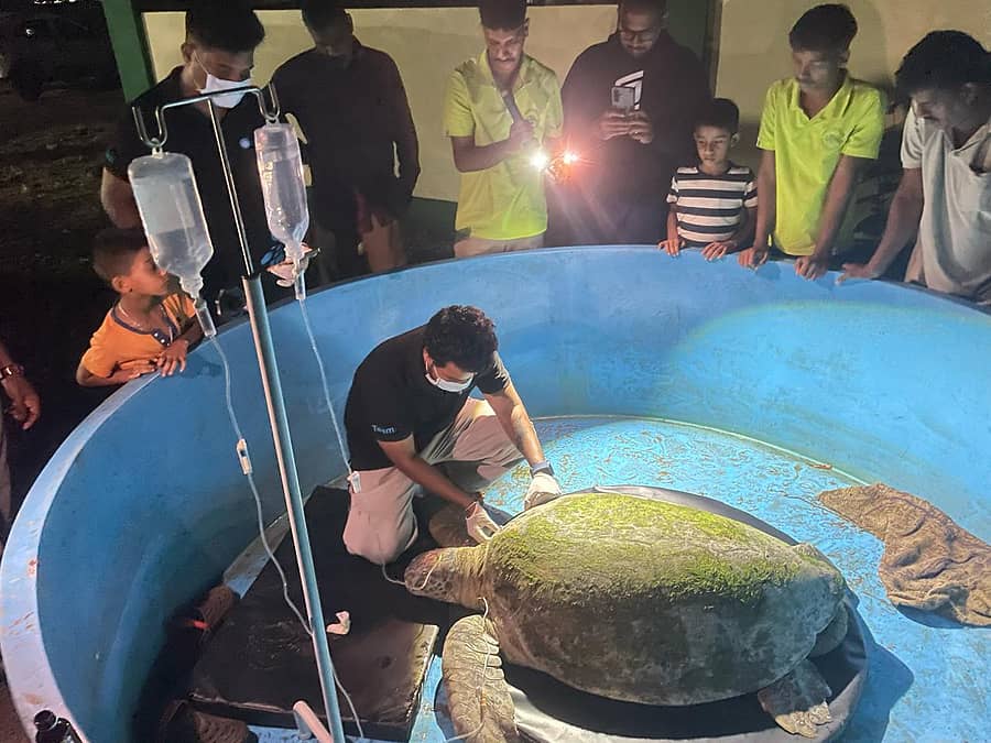 ಕಾರವಾರದಲ್ಲಿ ಹಸಿರು ಕಡಲಾಮೆಗೆ ಗೋವಾದ ತಜ್ಞ ವೈದ್ಯ ಡಾ.ಮನೋಹರ ನಗ್ರೆ ಚಿಕಿತ್ಸೆ ನೀಡಿದರು.