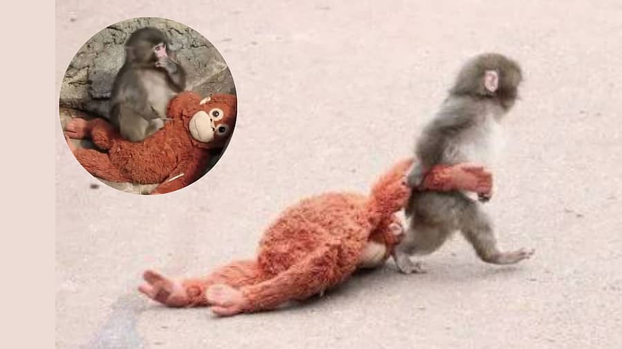 <div class="paragraphs"><p>ಗೊಂಬೆ ಜೊತೆಗೆ ಕೋತಿ ಮರಿ ‘ಪಂಚ್‌’</p></div>