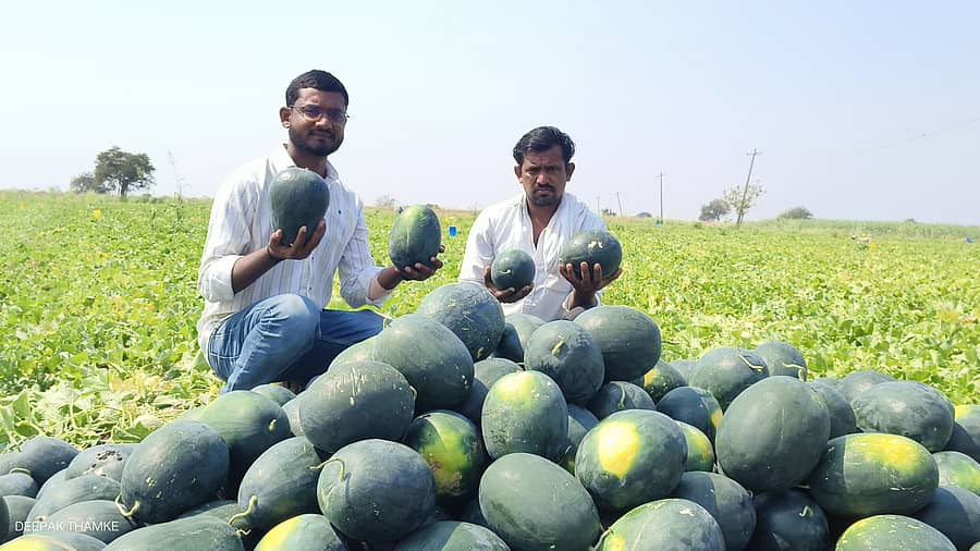 ಮಾರಾಟಕ್ಕಾಗಿ ಕಲ್ಲಂಗಡಿ ಕಟಾವು ಮಾಡಿ ಗುಡ್ಡೆ ಹಾಕಿರುವ ರೈತ ಸುಖದೇವ ಬಿರಾದಾರ (ಬಲ)