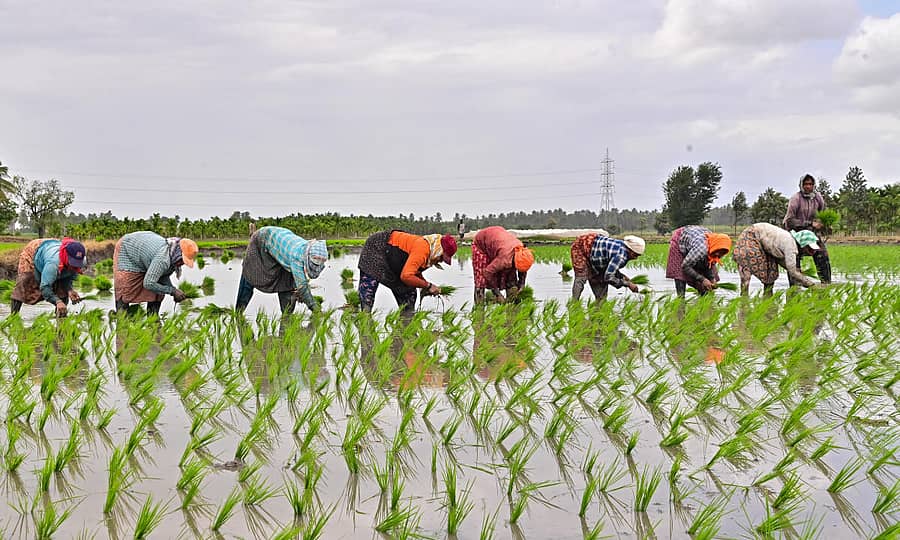 <div class="paragraphs"><p>ಭತ್ತದ ಗದ್ದೆಯಲ್ಲಿ ಭತ್ತ ನಾಟಿ ಮಾಡುವುದರಲ್ಲಿ ನಿರತರಾಗಿರುವ ಮಹಿಳಾ ಕಾರ್ಮಿಕರು </p></div>