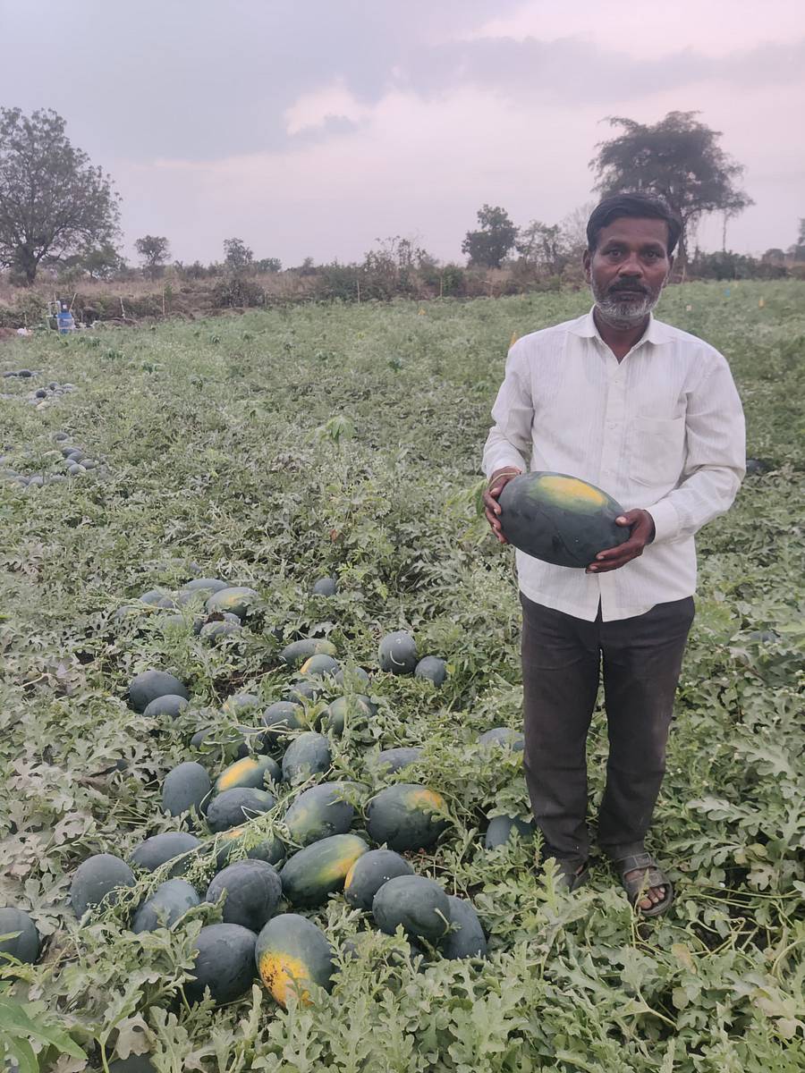 ಚಿಂಚೋಳಿ ತಾಲ್ಲೂಕಿನ ದೇಗಲಮಡಿಯ ಸಿದ್ದು ಮಗಿ ಅವರ ತೋಟದಲ್ಲಿ ಕಲ್ಲಂಗಡಿ ಹಣ್ಣುಗಳೊಂದಿಗೆ 