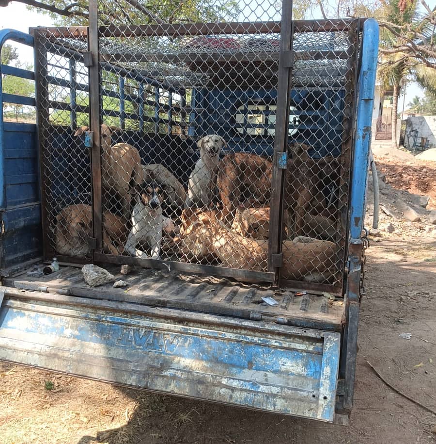 ನಾಲತವಾಡದ ವಿವಿಧೆಡೆಯ ಬೀದಿ ನಾಯಿಗಳನ್ನು  ಸೆರೆಹಿಡಿಯಲಾಯಿತು 