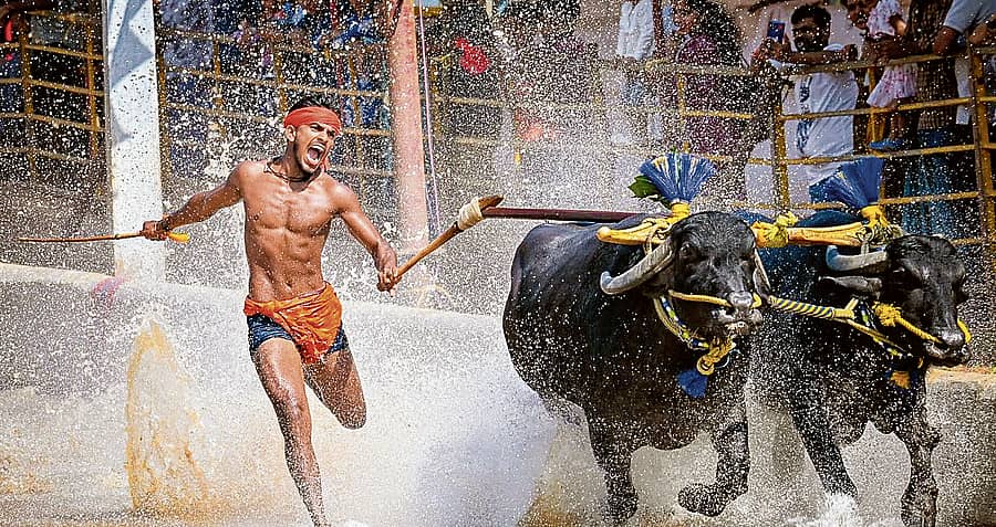 <div class="paragraphs"><p>ಶೈಕ್ಷಣಿಕ ವಿದ್ಯಾಭ್ಯಾಸದ ಜೊತೆಯೇ ಕಂಬಳದ ಅಭ್ಯಾಸದಲ್ಲಿ ಗರ್ಷಣ್‌&nbsp;</p></div>