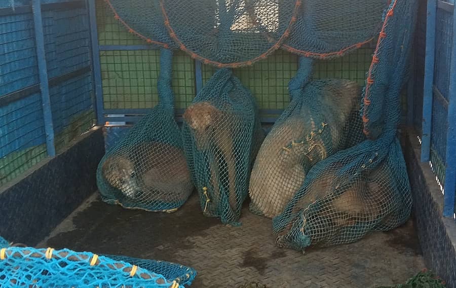 ವಿಜಯಪುರ ಬಸ್ ನಿಲ್ದಾಣದ ಬಳಿ ಬೀದಿ ನಾಯಿಗಳನ್ನು ಸೆರೆ ಹಿಡಿಯಲಾಯಿತು 