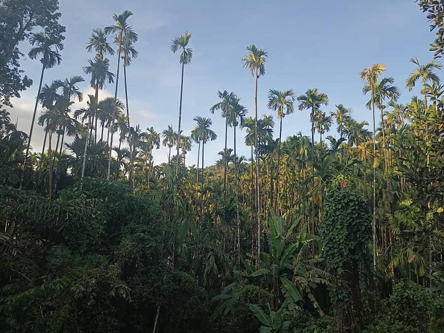 ತೀರ್ಥಹಳ್ಳಿ ಬಳಿ ಅಡಿಕೆ ತೋಟವೊಂದರ ನೋಟ (ಸಂಗ್ರಹ ಚಿತ್ರ)