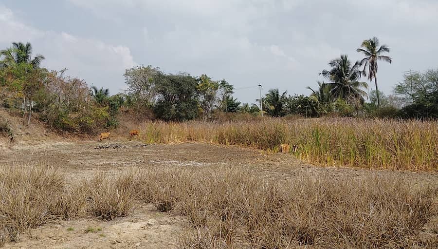 ಚಾಮರಾಜನಗರ ತಾಲ್ಲೂಕಿನ ಹರವೆ ಗ್ರಾಮದಲ್ಲಿರುವ ಕುಂಬಾರಗುಂಡಿ ಕೆರೆಯು ಸಂಪೂರ್ಣ ಬತ್ತಿ ಹೋಗಿರುವುದು