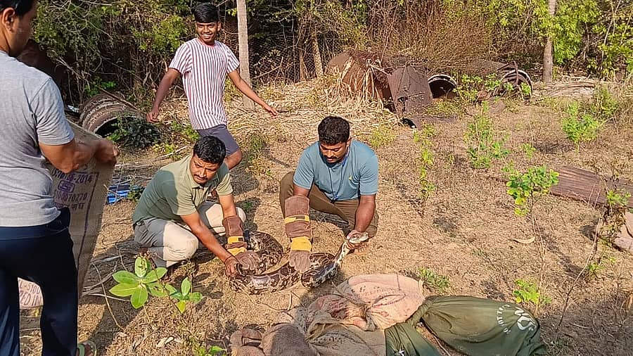 <div class="paragraphs"><p>ಕಾರವಾರ: ಮನೆಯೊಂದರ ಆವರಣದಲ್ಲಿ 6 ಹೆಬ್ಬಾವುಗಳ ಸೆರೆ!</p></div>