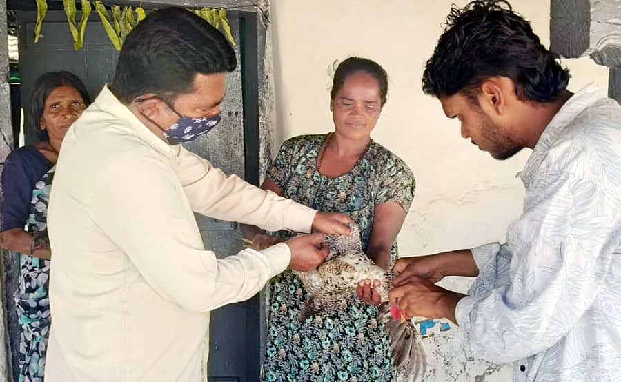 ಯಳಂದೂರು ತಾಲ್ಲೂಕಿನ ಕೆಸ್ತೂರು ಗ್ರಾಮದಲ್ಲಿ ಸೋಮವಾರ ಪಶು ಇಲಾಖೆಯ ಚಿಕಿತ್ಸಕ ಶ್ರೀಕಾಂತ್ ನಾಟಿ ಕೋಳಿಗಳಿಗೆ ಚುಚ್ಚುಮದ್ದು ನೀಡಿದರು