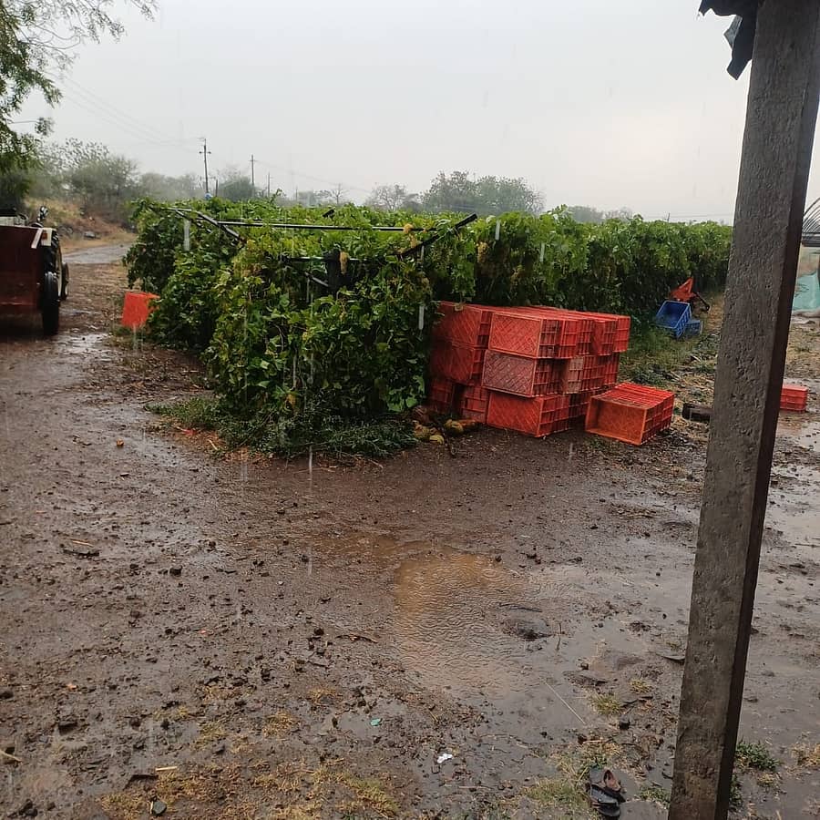 ವಿಜಯಪುರ ಜಿಲ್ಲೆಯ ಚಡಚಣ ತಾಲ್ಲೂಕಿನ ನಿವರಗಿ ಗ್ರಾಮದಲ್ಲಿ ಬಿರುಗಾಳಿಗೆ ದ್ರಾಕ್ಷಿ ಸಾಲು ನೆಲಕ್ಕುರುಳಿದೆ