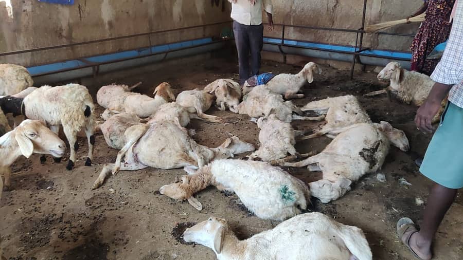 ಚಿಂತಾಮಣಿ ತಾಲ್ಲೂಕಿನ ಅಗ್ರಹಾರಹಳ್ಳಿಯಲ್ಲಿ ಬೀದಿನಾಯಿ ದಾಳಿಗೆ ಒಳಗಾಗಿ ಸತ್ತಿರುವ ಕುರಿಗಳು