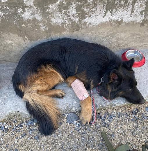 <div class="paragraphs"><p>ಸೇನಾ ಶ್ವಾನ 'ಟೈಸನ್'</p></div>