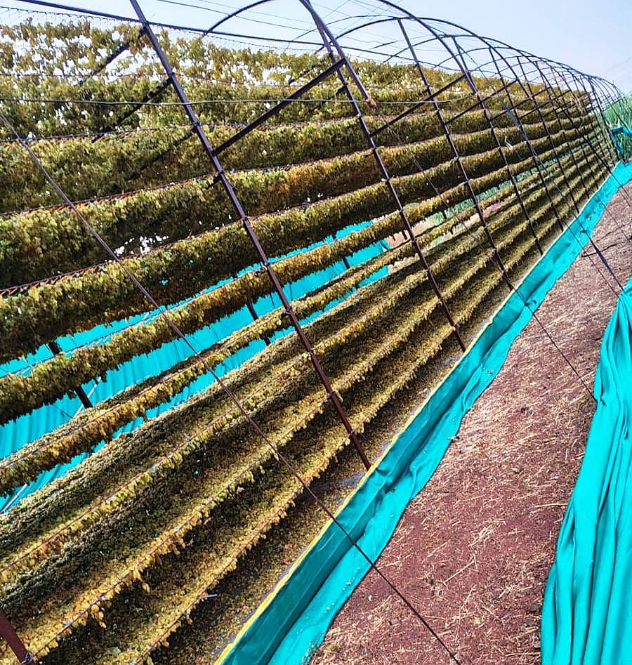 ಜಮಖಂಡಿ ತಾಲ್ಲೂಕಿನ ಖಾಜಿಬೀಳಗಿ, ಗೋಠೆ ಗ್ರಾಮಗಳಲ್ಲಿ ಒಣ ದ್ರಾಕ್ಷಿ ಮಾಡಲೆಂದು ರ್‍ಯಾಕ್‌ನಲ್ಲಿ ಹಾಕಿರುವ ದ್ರಾಕ್ಷಿ ಮಳೆಯಿಂದ ತೊಯ್ದಿವೆ