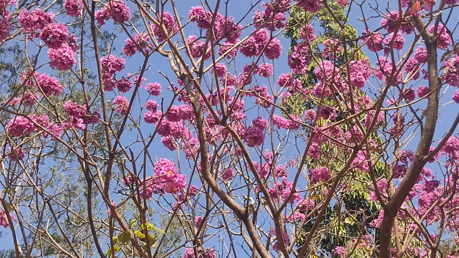 ಯಳಂದೂರು ತಾಲ್ಲೂಕಿನ ಬಿಳಿಗಿರಿಬೆಟ್ಟದ ಕಾಡಿನಲ್ಲಿ ಹೂ ಅರಳಿಸಿ ನಳನಳಿಸುತ್ತಿರುವ ಗ್ಲಿರಿಸಿಡಿಯಾ