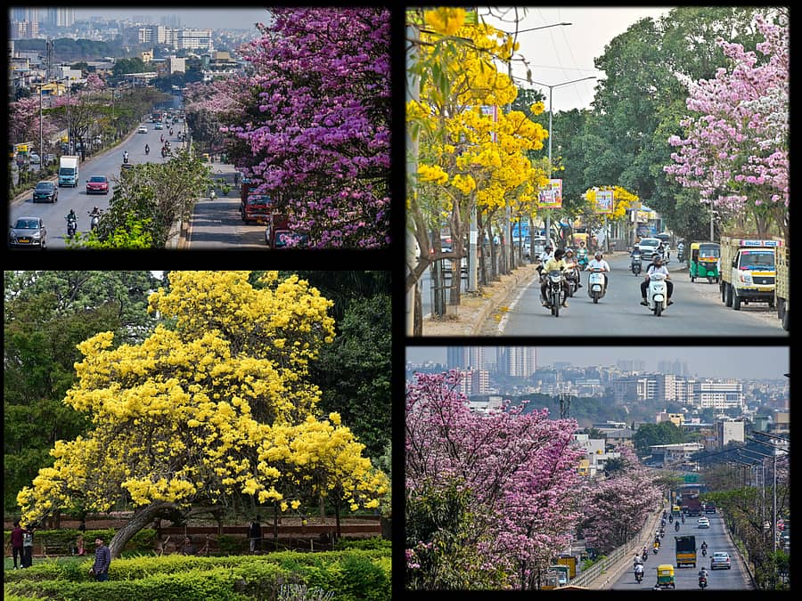 <div class="paragraphs"><p>ಟಬೂಬಿಯಾ&nbsp;ರೋಸಿಯಾ</p></div>