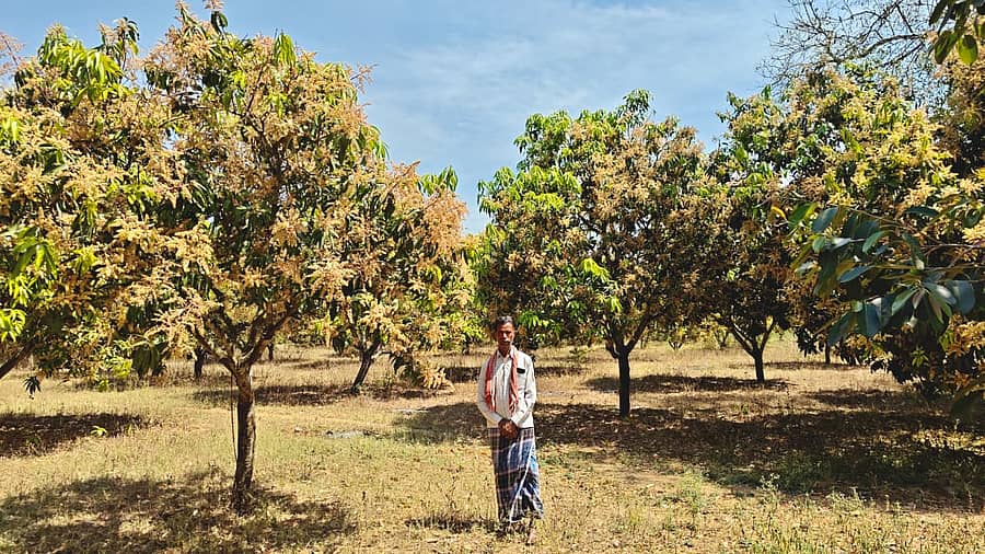 ಚೇಳೂರು ತಾಲ್ಲೂಕಿನ ಚಿಲಕಲನೇರ್ಪು ಗ್ರಾಮದ ರೈತ ಚೌಡರೆಡ್ಡಿ ಅವರ ಮಾವಿನ ಮರಗಳು ಸಮೃದ್ಧವಾಗಿ ಹೂ ಬಿಟ್ಟಿರುವುದು
