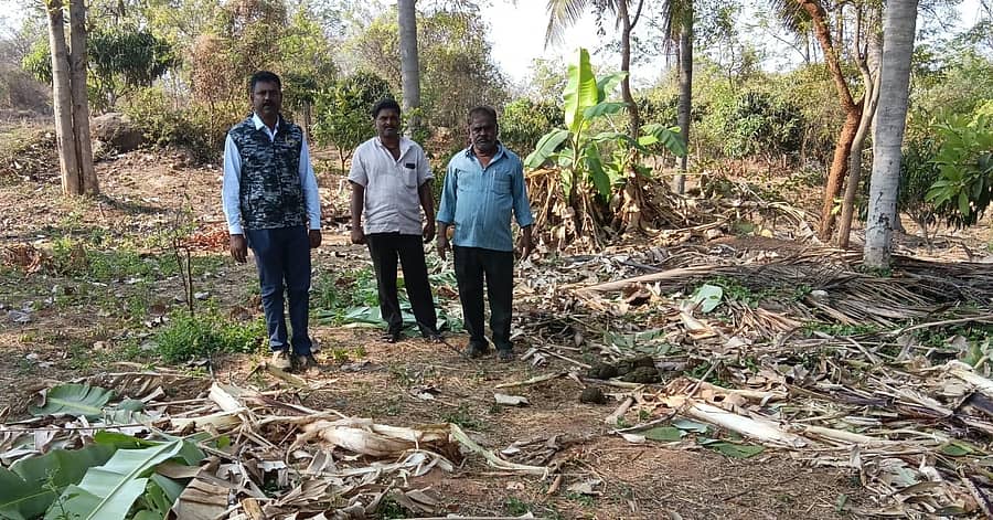 ರಾಮನಗರ ತಾಲ್ಲೂಕಿನ ಮಾಯಗಾನಹಳ್ಳಿಯ ಜಮೀನಿನಲ್ಲಿ ಬೆಳೆದಿದ್ದ ಬಾಳೆಯನ್ನು ಕಾಡಾನೆಗಳು ನೆಲಸಮ ಮಾಡಿದ್ದು, ವಲಯ ಅರಣ್ಯಾಧಿಕಾರಿ ಮೊಹಮ್ಮದ್ ಮನ್ಸೂರು ಅವರು ಸ್ಥಳಕ್ಕೆ ಭೇಟಿ ನೀಡಿ ಪರಿಶೀಲನೆ ನಡೆಸಿದರು