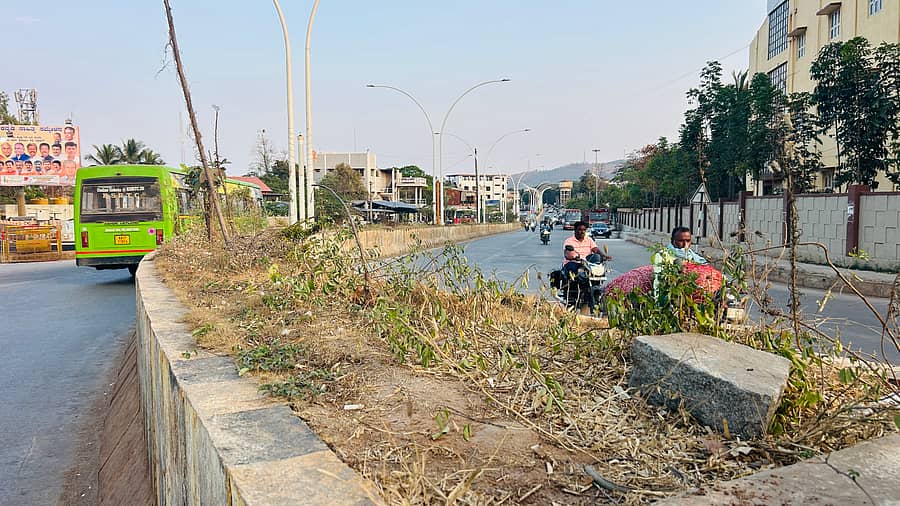 ಬಿ.ಡಿ. ರಸ್ತೆ ಮದಕರಿ ವೃತ್ತದ ಬಳಿ ರಸ್ತೆ ಡಿವೈಡರ್ನಡುವೆ ನೀರಿಲ್ಲದೇ ಒಣಗುತ್ತಿರುವ ಸಸಿಗಳು