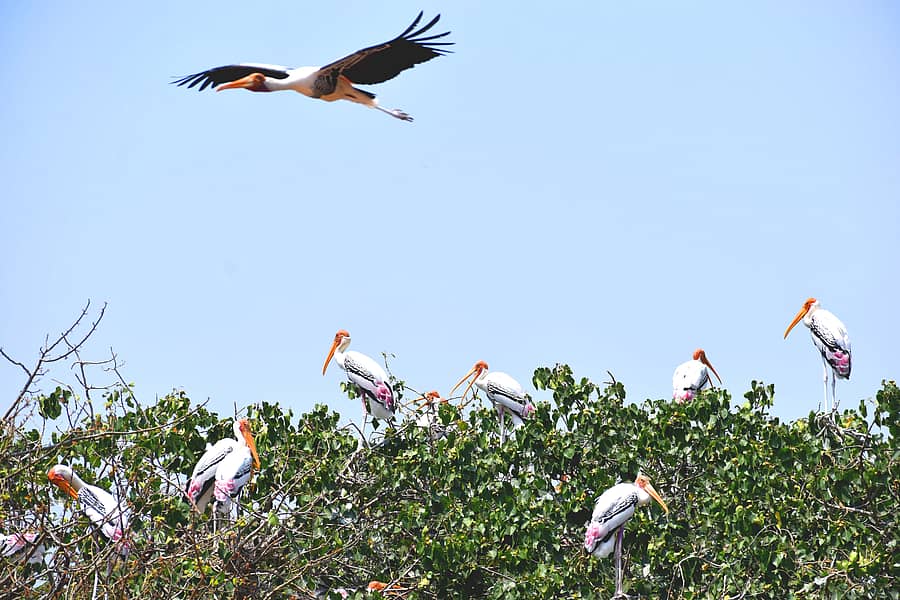 ಕೊಕ್ಕರೆ ಬೆಳ್ಳೂರಿನಲ್ಲಿ ಬಣ್ಣದ ಕೊಕ್ಕರೆಗಳ (ಪೇಂಟೆಡ್ ಸ್ಟಾರ್ಕ್‌) ಕಲರವ  – ಪ್ರಜಾವಾಣಿ ಚಿತ್ರಗಳು