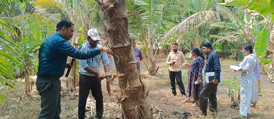 ಅಂಕೋಲಾ ತಾಲ್ಲೂಕಿನಲ್ಲಿ ಕೀಟಬಾಧೆಯಿಂದ ಒಣಗಿಹೋದ ತೆಂಗಿನ ತೋಟಗಳಿಗೆ ಶಿರಸಿ ಕೃಷಿ ವಿಜ್ಞಾನ ಕೇಂದ್ರದ ವಿಜ್ಞಾನಿಗಳ ತಂಡ ಭೇಟಿ ನೀಡಿ, ಪರಿಶೀಲನೆ ನಡೆಸಿತು