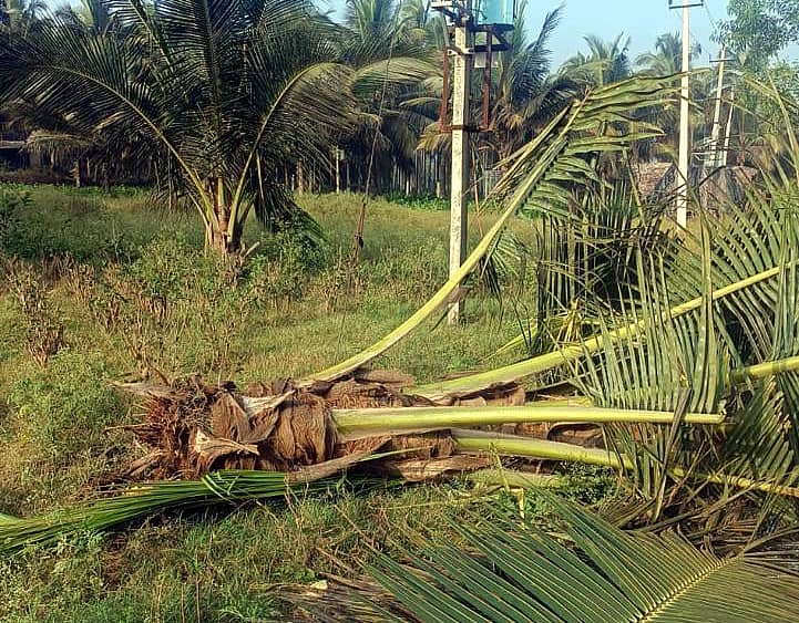 ಚನ್ನಪಟ್ಟಣ ತಾಲ್ಲೂಕಿನ ಪೀಹಳ್ಳಿದೊಡ್ಡಿ ಗ್ರಾಮದಲ್ಲಿ ಕಾಡಾನೆಗಳ ದಾಳಿಗೆ ನೆಲಕಚ್ಚಿರುವ ತೆಂಗಿನ ಸಸಿಗಳು