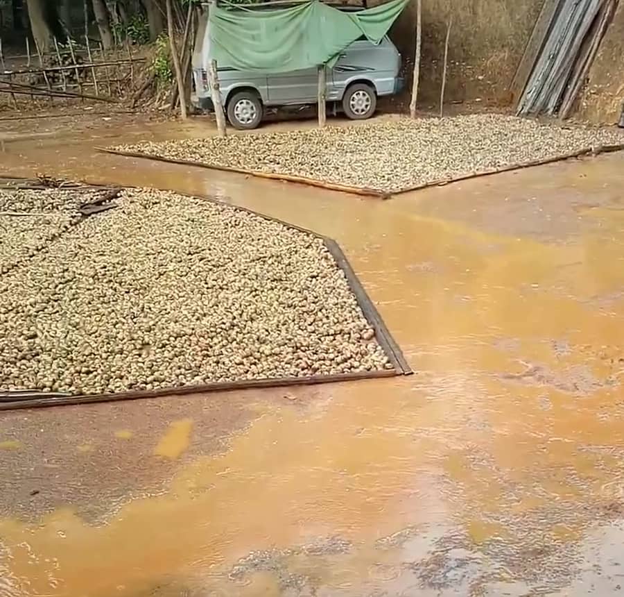 ಶಿರಸಿ ಭಾಗದಲ್ಲಿ ಅಕಾಲಿಕವಾಗಿ ಸುರಿದ ಮಳೆಗೆ ಒಣಗಲು ಹಾಕಿರುವ ಚಾಲಿ ಅಡಿಕೆ ಒದ್ದೆಯಾಗಿದೆ