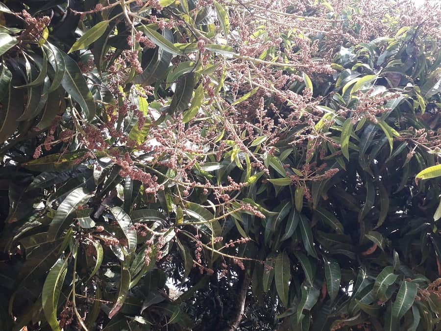 ರೈತರ ತೋಟದಲ್ಲಿ ಮಾವಿನ ಹೂ ಬಿಟ್ಟಿರುವುದು.