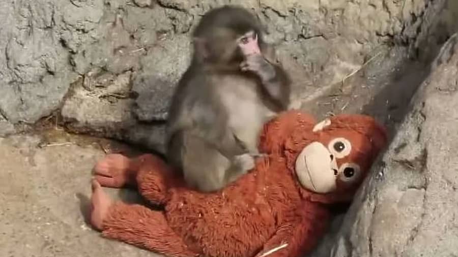 <div class="paragraphs"><p>&nbsp;ಕೋತಿ ಮರಿ ಪಂಚ್&nbsp;&nbsp;</p></div>