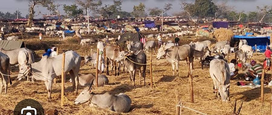 ಚಿಂತಾಮಣಿ ತಾಲ್ಲೂಕಿನ ಕೋಟಗಲ್ ದನಗಳ ಜಾತ್ರೆ –ಸಂಗ್ರಹ ಚಿತ್ರ