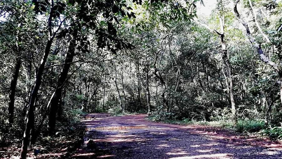 <div class="paragraphs"><p>ಪಿಲಾರಕಾನದ ದಟ್ಟಾರಣ್ಯ</p></div>