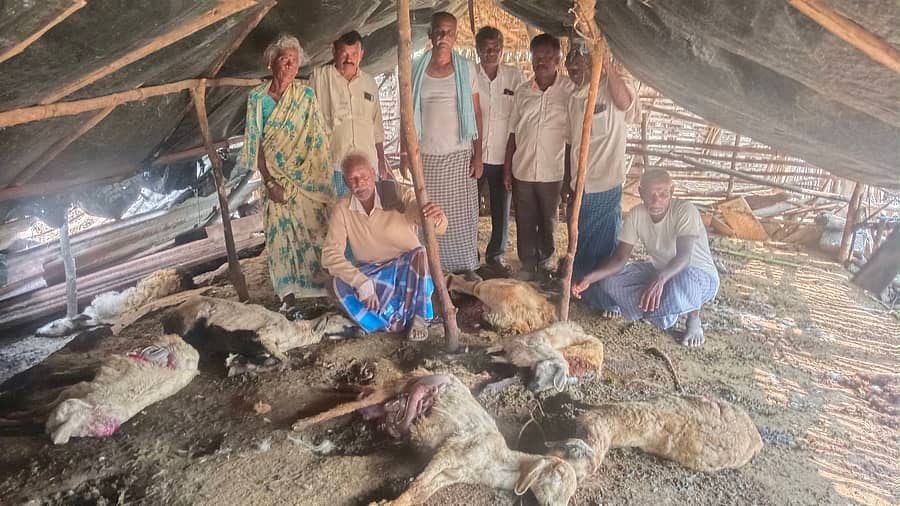 ಬೇತಮಂಗಲ ಸಮೀಪದ ಕಂಗಾಂಡ್ಲಹಳ್ಳಿ ಗ್ರಾಮ ಪಂಚಾಯಿತಿ ವ್ಯಾಪ್ತಿಯ ವೀರಸಂದ್ರ ಗ್ರಾಮದ ಶೆಡ್‌ನಲ್ಲಿ ಬೀದಿ ನಾಯಿ ದಾಳಿಗೆ ಬಲಿಯಾಗಿರುವ ಕುರಿಗಳು