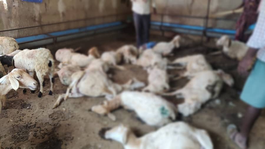 <div class="paragraphs"><p>ಪ್ರಾತಿನಿಧಿಕ ಚಿತ್ರ</p></div>