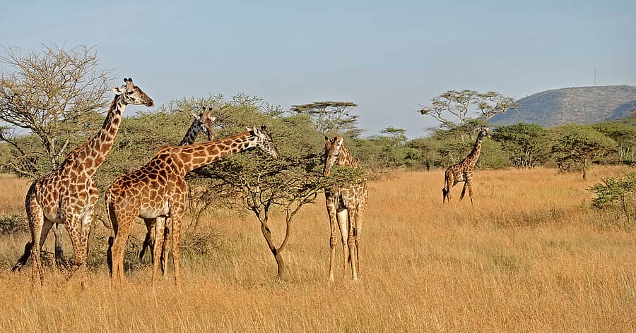 ಅಕೇಶಿಯಾ ಚಿಗುರುಗಳು ಇವುಗಳಿಗೆ ಅಚ್ಚುಮೆಚ್ಚು