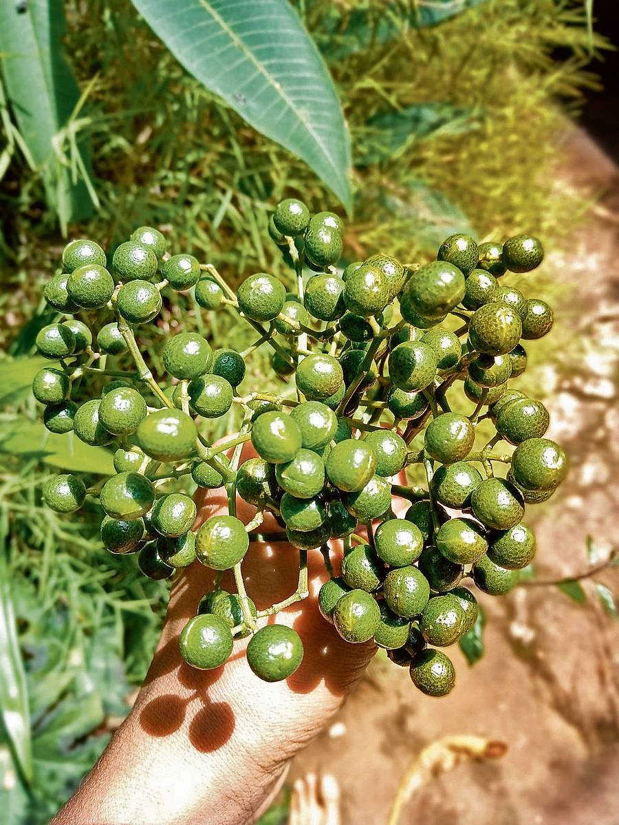 ಹಸಿ ಜುಮ್ಮನಕಾಯಿ ಗೊಂಚಲು