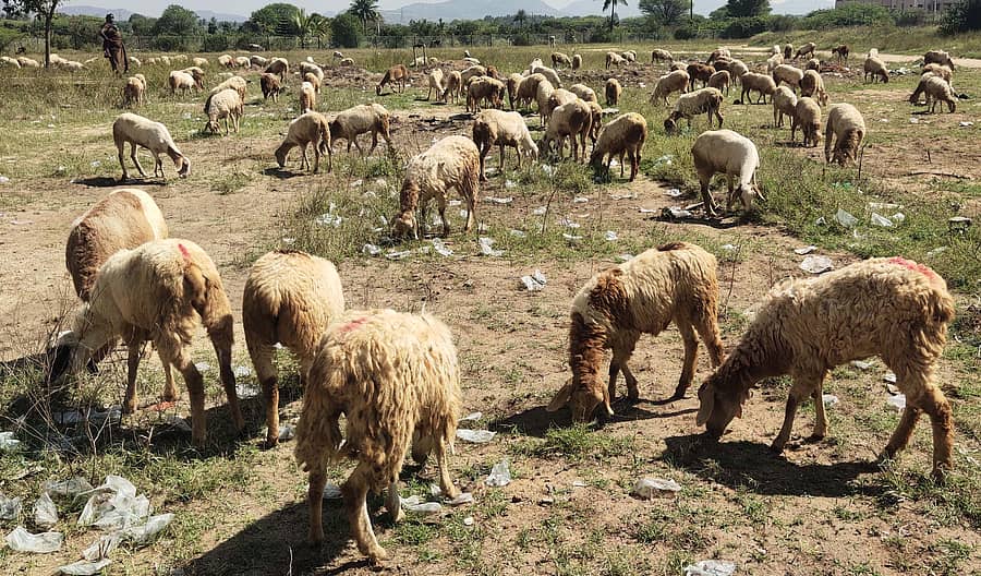 ಬಾಗೇಪಲ್ಲಿ ತಾಲ್ಲೂಕಿನ ಕಾರಕೂರು ಕ್ರಾಸ್ನ ಬಳಿ ಹೊಲದಲ್ಲಿ ಮಳೆ ಇಲ್ಲದೆ ಅಲ್ಪಸ್ವಲ್ಪ ಬೆಳೆದ ಹಸಿರಿನ ಹುಲ್ಲು ಮೇಯುತ್ತಿರುವ ಕುರಿಗಳು